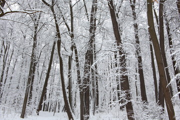 Fototapeta premium Snow covered trees in a winter park right after a snowfall 