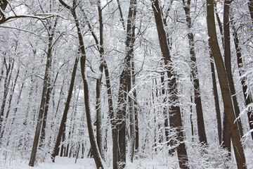 Snow covered trees in a winter park right after a snowfall                     