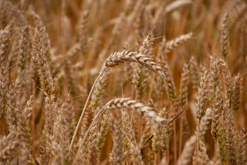 Reifes Getreide im Feld