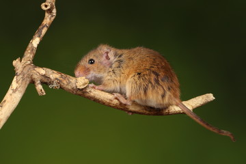 harvest mice exploring and eating while looking cute