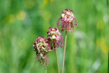 Drei blühende Gräser vor grünem Hintergrund