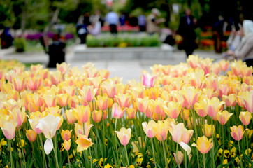 Blushing lady tulips at park, Tehran, Iran