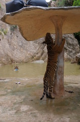 Fototapeta na wymiar Tiger Temple in Thailand