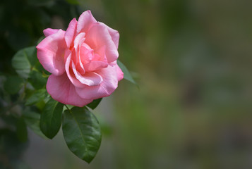pinfarbene Rose in Nahaufnahme