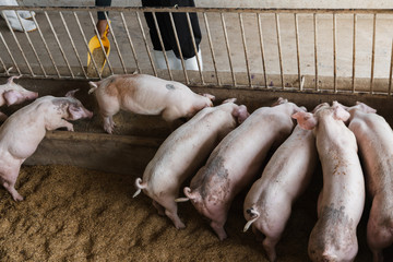 Hands of farmer feeding pig in organic rural farm agricultural. Livestock industry © tuaindeed
