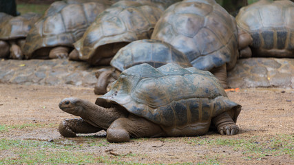 Riesenschildkröten