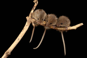 harvest mice exploring and eating while looking cute