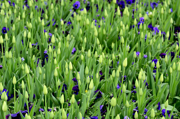 Many tulip buds at park