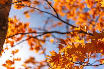 close-up colorful fall foliage in sunny day. beautiful autumn landscape background