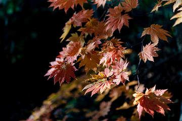 close-up colorful fall foliage in sunny day. beautiful autumn landscape background