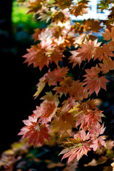 close-up colorful fall foliage in sunny day. beautiful autumn landscape background