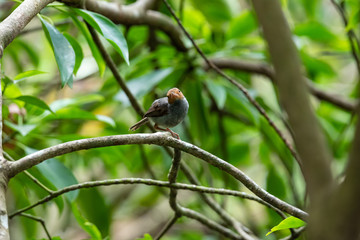 Ashy Tailorbird Orthotomus ruficeps