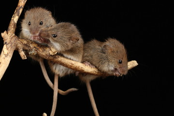 harvest mice exploring and eating while looking cute