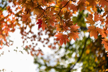 close-up colorful fall foliage in sunny day. beautiful autumn landscape background