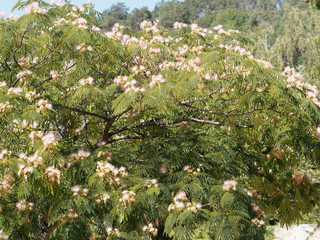 Broad crown of arching branches of silk tree or Albizia julibrissi with white and pink long stamens...