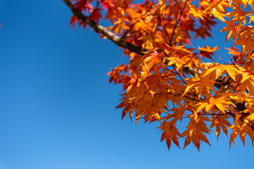 close-up colorful fall foliage in sunny day. beautiful autumn landscape background