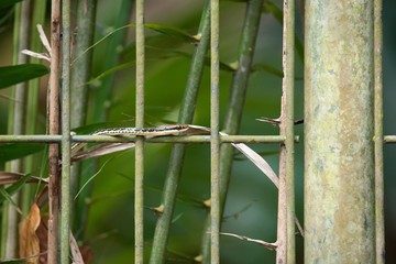 Painted Bronzeback Dendrelaphis pictus