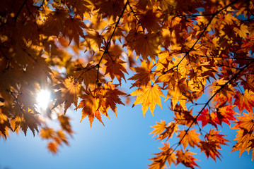 close-up colorful fall foliage in sunny day. beautiful autumn landscape background