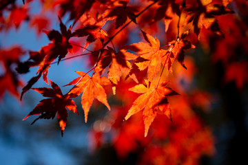 Naklejka na ściany i meble close-up colorful fall foliage in sunny day. beautiful autumn landscape background