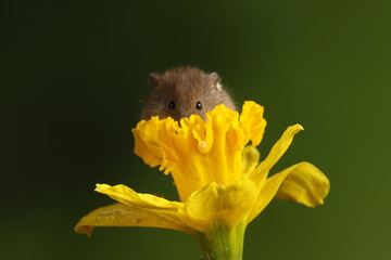 harvest mouse exploring a yellow daffodil flower