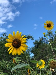 field of sunflowers and blue sky