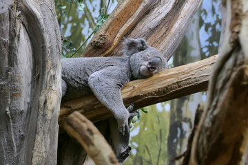 The australian koala laying on eucalypt tree branch and sleeping (Phascolarctos cinereus)