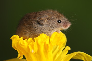 harvest mouse exploring a yellow daffodil flower