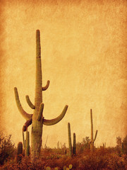 Landscape of the desert with Saguaro cacti. Photo in retro style. Added paper texture. Toned image