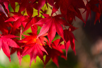 close-up colorful fall foliage in sunny day. beautiful autumn landscape background