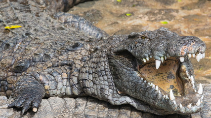 Fototapeta premium alligator