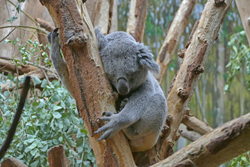 The australian koala on eucalypt tree branch and sleeping (Phascolarctos cinereus)