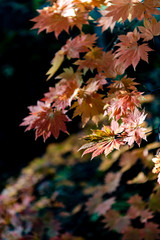 close-up colorful fall foliage in sunny day. beautiful autumn landscape background