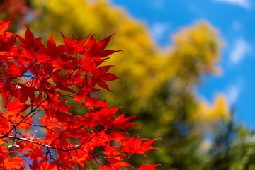 close-up colorful fall foliage in sunny day. beautiful autumn landscape background