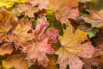 Background with  dry colorful  autumn Maple leaves.