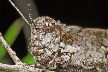 Macro Photo of Brown Grasshopper Camouflage on Twig