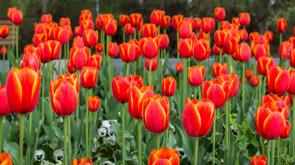 Fototapeta premium Tulips in park
