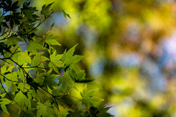 close-up colorful fall foliage in sunny day. beautiful autumn landscape background