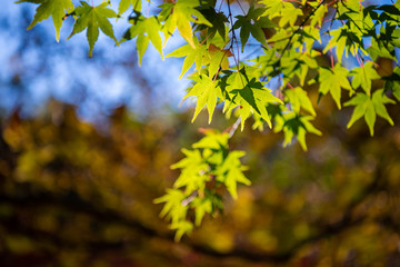 close-up colorful fall foliage in sunny day. beautiful autumn landscape background