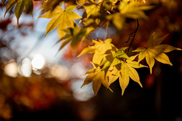 Fototapeta na wymiar close-up colorful fall foliage in sunny day. beautiful autumn landscape background
