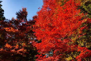 Beautiful Autumn landscape background. Colorful fall foliage in sunny day