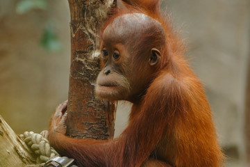 Naklejka premium Detail of sumatran orangutan (Pongo abelii) climbing tree