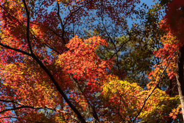 Beautiful Autumn landscape background. Colorful fall foliage in sunny day