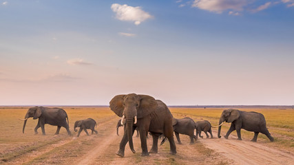 Fototapeta na wymiar The Protector! Wildlife often shows astonishing leadership. All elephant herds are led by a female elephant, the so-called “matriarch”