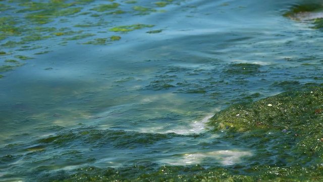 Contaminated Black Sea coast with green algae