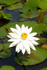 White Water-Lily Nymphaea alba