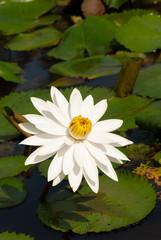 White Water-Lily Nymphaea alba