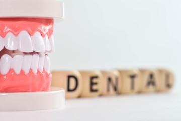 Teeth model and dental with brush on white background
