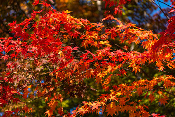 Beautiful Autumn landscape background. Colorful fall foliage in sunny day