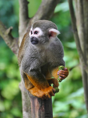 Naklejka na ściany i meble Common squirrel monkey (Saimiri sciureus) holding tropical fruit in south american tropical forest
