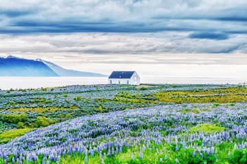 Classical Icelandic view of northern part of island. View on Norwegian sea. Blooming lupine flowers...